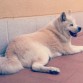 Suki, akita inu de 13 años